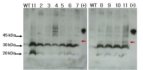 Western blot 분석에 의한 항원단백질(VP7) 발현 확인.