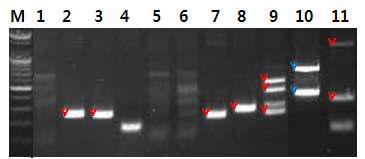 RV-VP7 유전자가 형질전환된 벼 11계통의 flanking DNA. Genomic DNA와 right border primer 및 adaptor primer에 의하여 PCR 합성된 DNA 단편