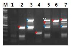 RV-VP7 유전자가 형질전환된 벼 11계통의 flanking DNA. Genomic DNA와 right border primer 및 adaptor primer에 의하여 PCR 합성된 DNA 단편.