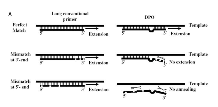 Oligonucleotide system을 이용한 프라이머 개발 방법