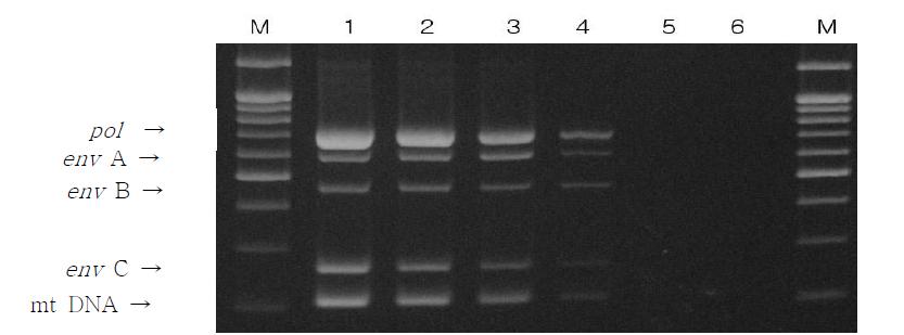 Multiplex PCR을 이용한 PERV pol, envA, B, C and pig mitochondrial DNA를 탐지.