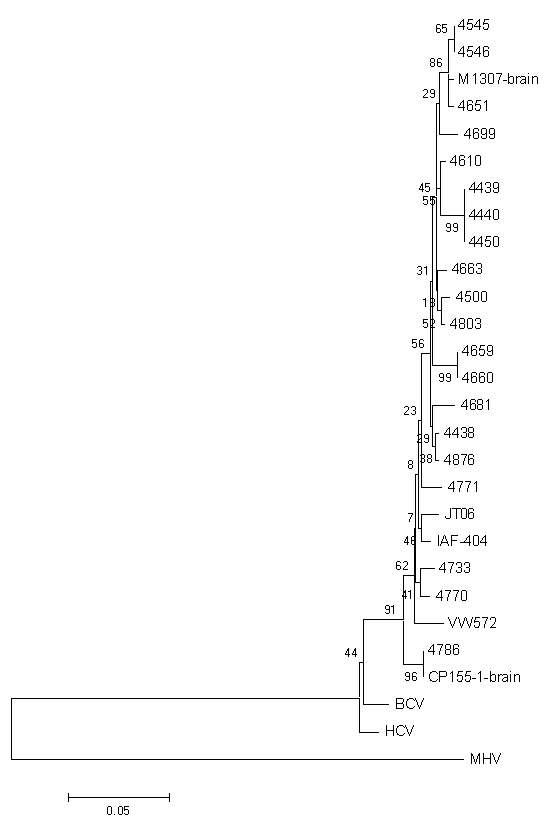 PHEV 양성샘플들과 reference strains (JT06, IAF-404 and VW572) 및 다른 coronaviruses (bovine coronavirus Mebus strain (BCoV, U00735), human coronavirus OC43 (HCoV-OC43, AY391777), murine hepatitis virus Penn 97-1 strain (MHV-Penn97-1, AF208066)와의 계통분류학적 상관관계