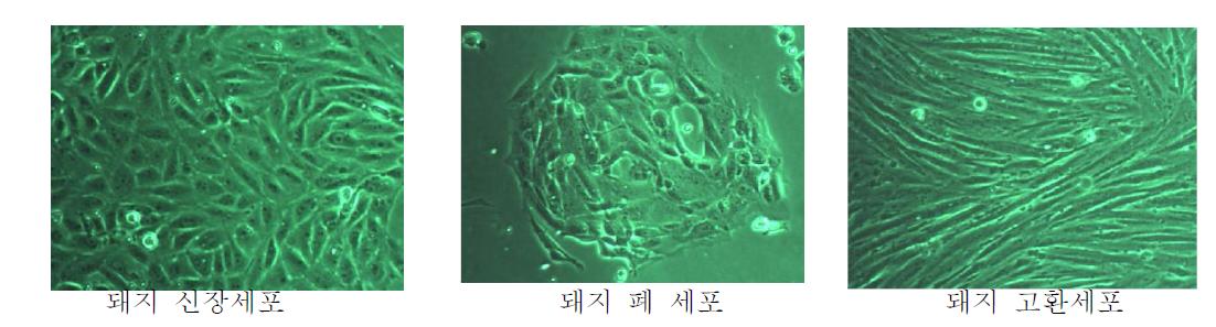 무균 미니돼지 장기세포를 이용한 Primary cell line 확립