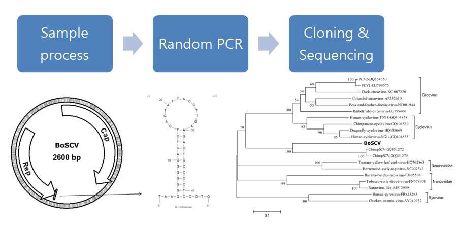 신종 single stranded circular DNA virus 검출 방법