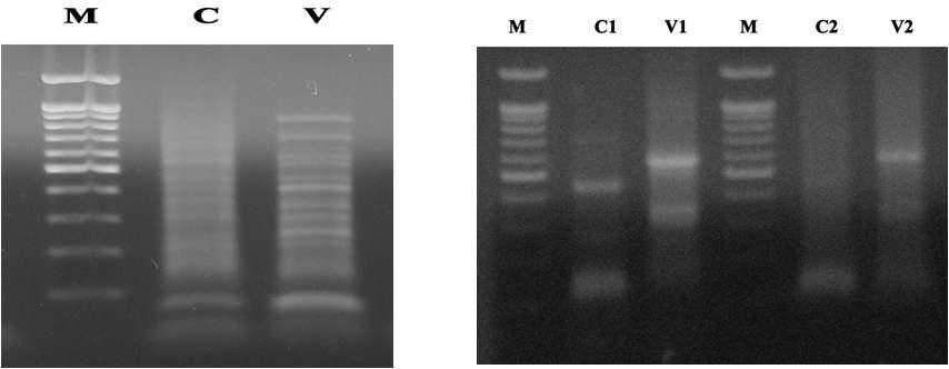 (왼쪽)DNA virus-targeting random PCR 결과, (오른쪽)RNA virus-targeting random PCR 결과