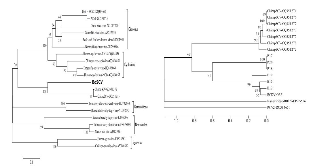 (a) Phylogenetic analysis of BoSCV and other single-stranded circular DNA viruses based on the full replicase amino acid sequences. (b) Phylogenetic relationships among BoSCV and BoSCV-like partial ORF1 sequences obtained from bovine and porcine stool specimens, respectively. B12, B15, and B19 were from bovine stool samples; P17, P18, and P20 were from porcine stool samples.