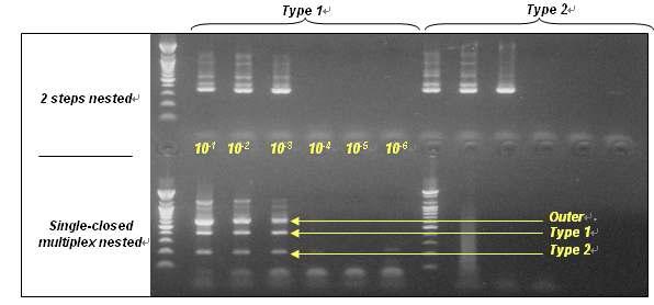 PRRSV type 1 과 type 2의 differentiation를 위한 single-closed tube multiplex nested PCR 기법의 개발