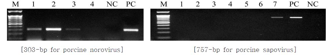 Detection of the porcine norovirus and sapovirus in pigs.