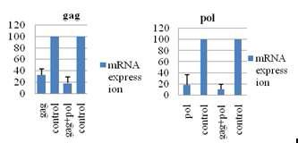 Knock-down efficiency of gag and pol mRNA expression by targetting siRNAs inPK15cells.