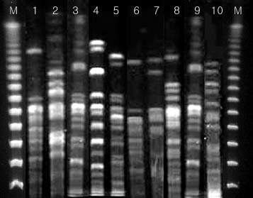 SPF 돼지 유래 대장균의 Xba I 를 이용한 PFGE 패턴.