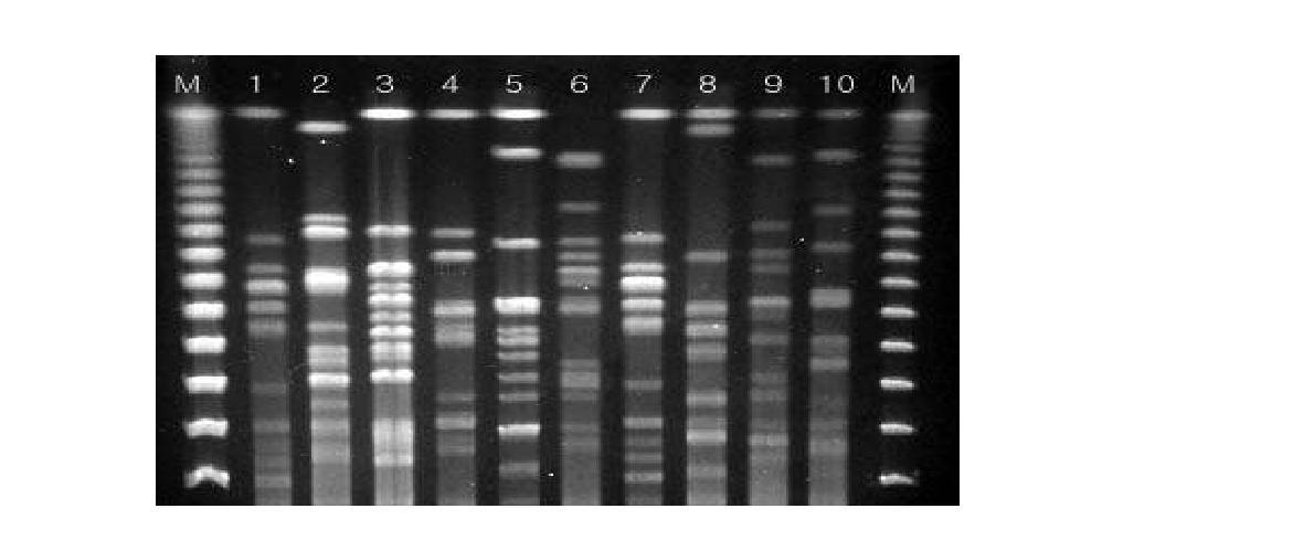 SPF 돼지 유래 대장균 분리주 10주를 Xba I로 처리하여 알아본 PFGE dendrogram.