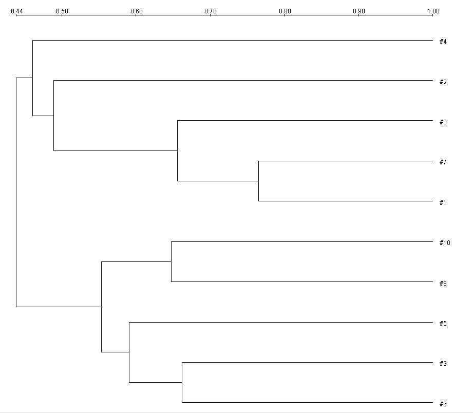 SPF 돼지 유래 대장균 분리주 10주를 Not I로 처리하여 알아본 PFGE dendrogram.