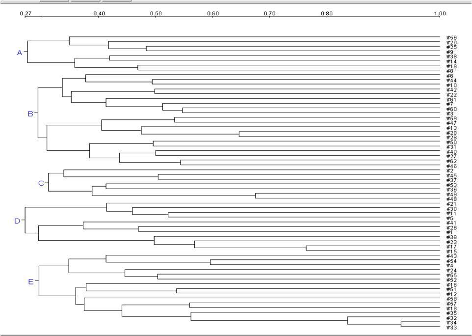 일반 돼지 유래 대장균 55주 및 SPF 돼지 유래 대장균 10주를 Xba I로 처리하여 알아본 PFGE dendrogram.