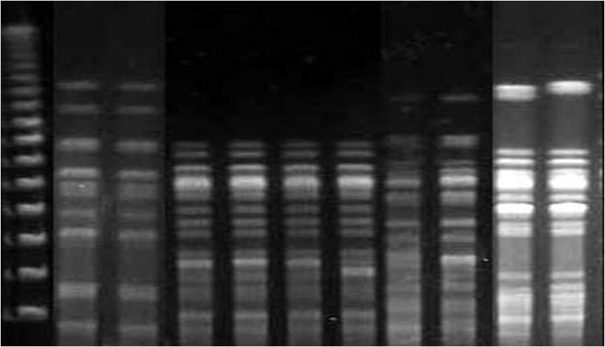 돼지에서 분리된 대장균의 Representative PFGE patterns.