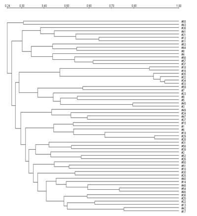 Bio-Rad software내 the Dice coefficient and UPGMA analysis를 사용하여 알아 본 X baI를 처리한 대장균주 내의 관계모식도.