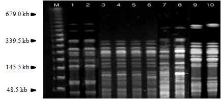 돼지 유래 대장균 분리주의 X baI로 알아본 representative PFGE patterns.