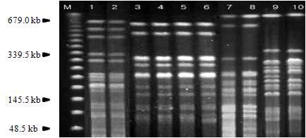 돼지 유래 대장균 분리주의 NotI로 알아본 representative PFGE patterns.