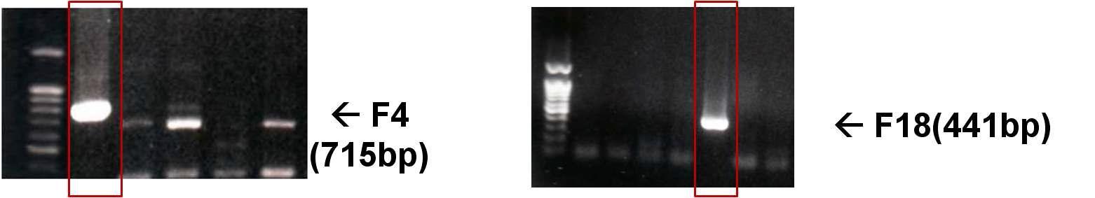 F4 and F18 gene의 PCR.