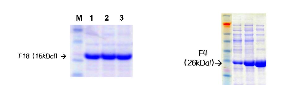 SDS-PAGE로 정제된 F18 및 F4 fimbriae 확인