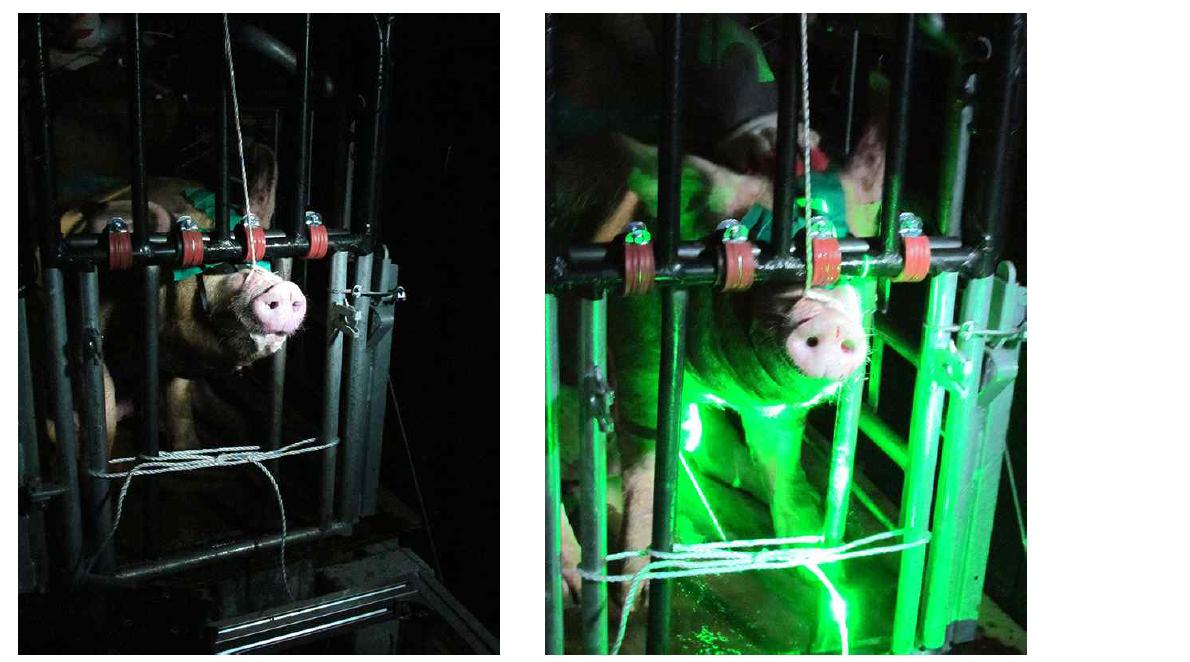 PIV analysis emitted aerosol from pig using pulse type laser