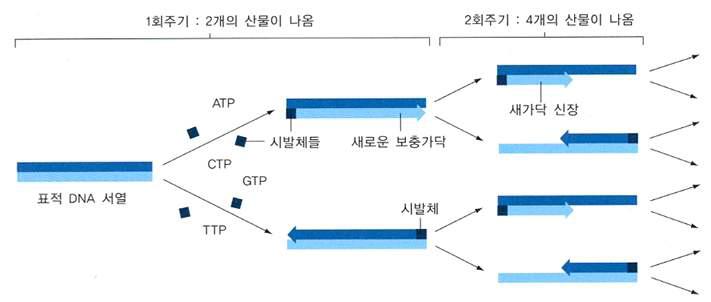 Diagram of PCR(Polymerase Chain Reaction