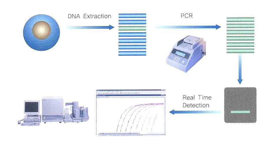 Diagram of Quantitative Real Time PCR