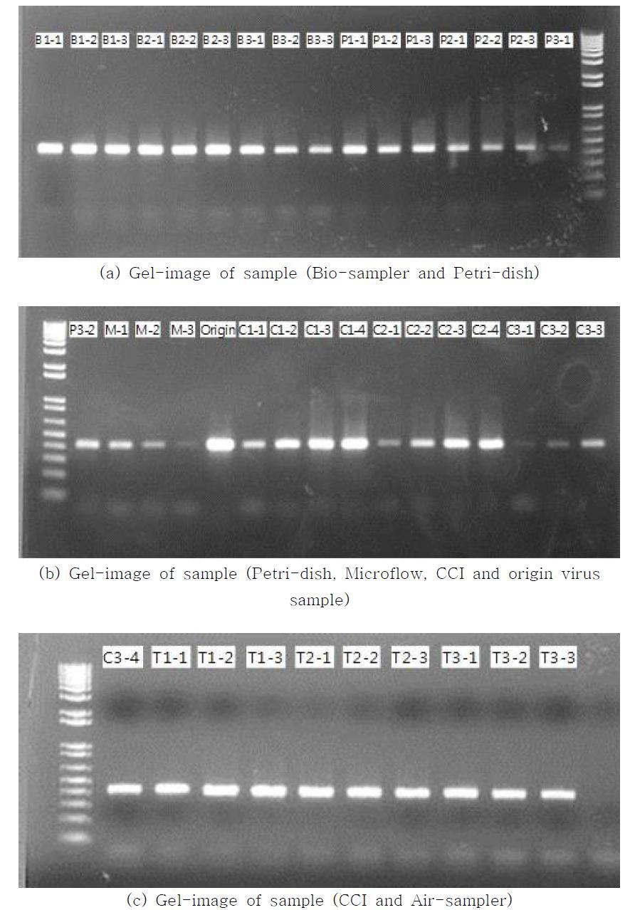 Agarose gel image of samples by RT-PCR