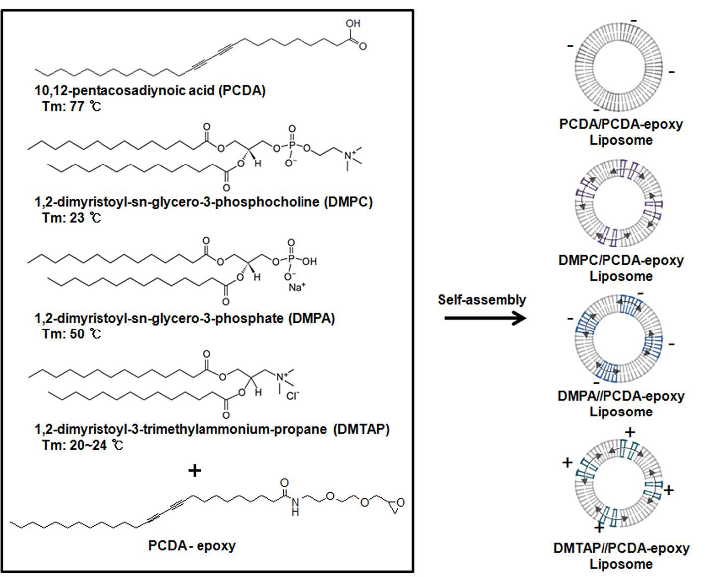 PDA-Phospholipid Liposome 설계