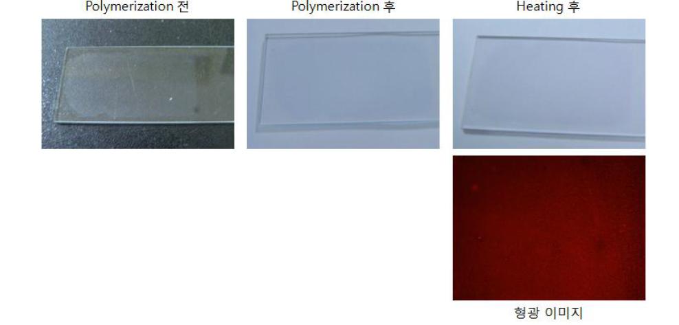 Dopamine을 이용한 PDA liposome 코팅 실험 결과