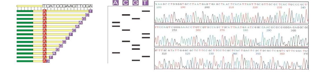 Sequencing 결과 판독.