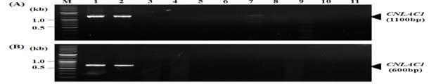 Specificity of the PCR by using CNLAC1 gene to detect C. neoformans.