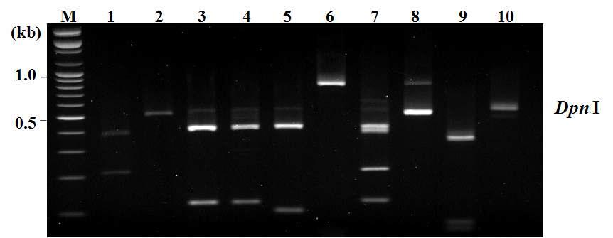 PCR-RFLP patterns of Candida species using Dpn I. M. 100bp molecular marker (Bioneer, Seoul),
