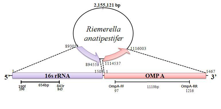 리메렐라 유전자 분석 부위