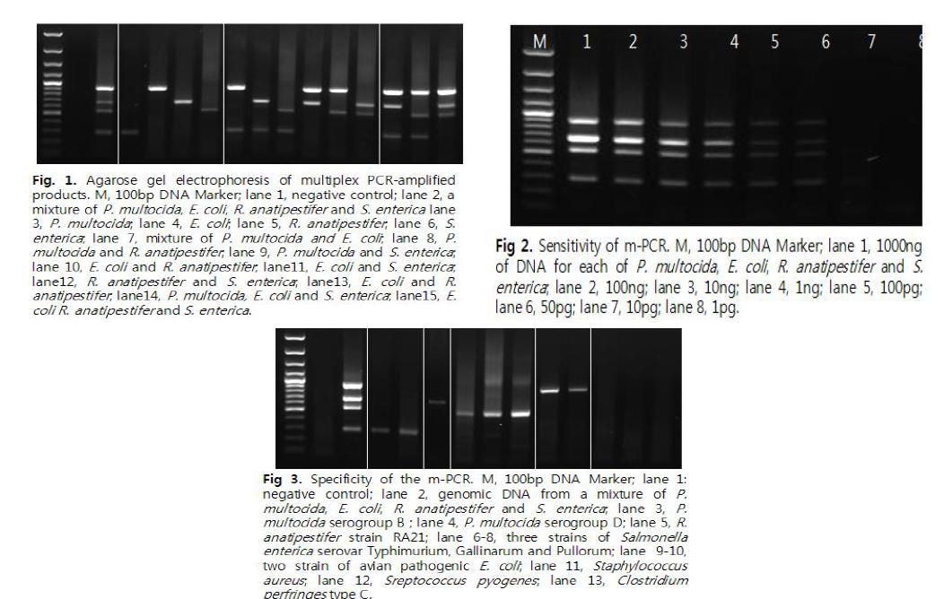 구축된 오리세균성 질병 M-PCR 진단법의 특이도 및 민감도