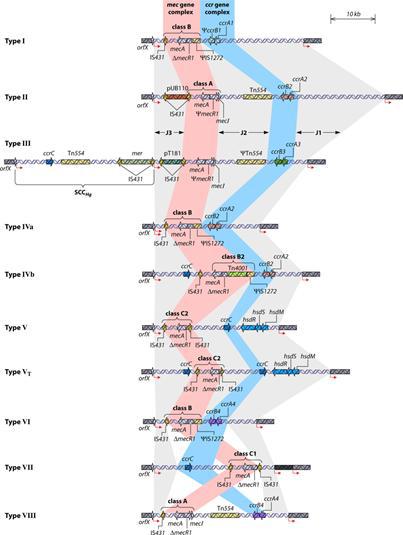 MRSA prototype strains에서의 SCCmec types