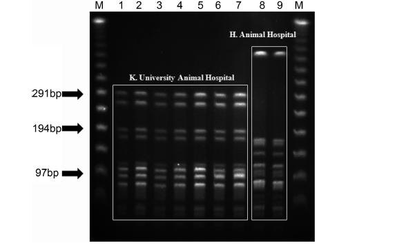 국내 동물병원에서 분리된 methicillin resistant Staphylococcus intermedius의 PFGE 결과