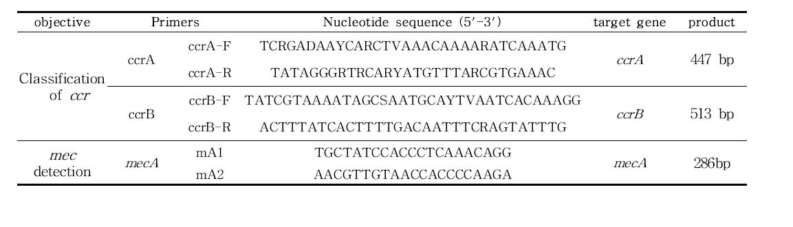 mecA 와 ccr gene 검출을 위한 primer