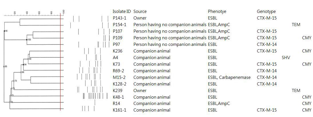 β-lactamase 산생 E. coli 분리주의 유전적 상동성