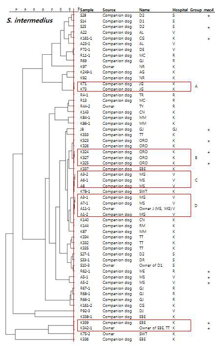 S. intermedius 분리주 간 유전적 상동성