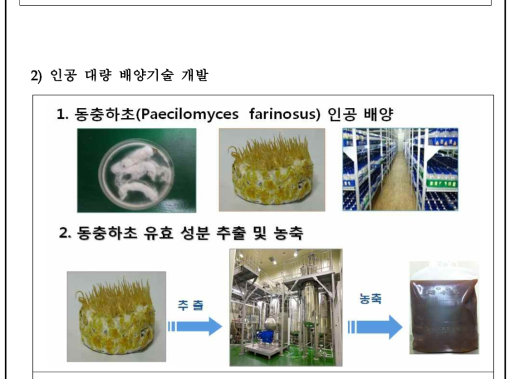 동충하초 대량인공배양 및 유효성분 추출 공정.