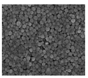 합성된 구리 나노입자 기반 잉크로부터 제작된 Cu 박막의 표면 SEM 이미지