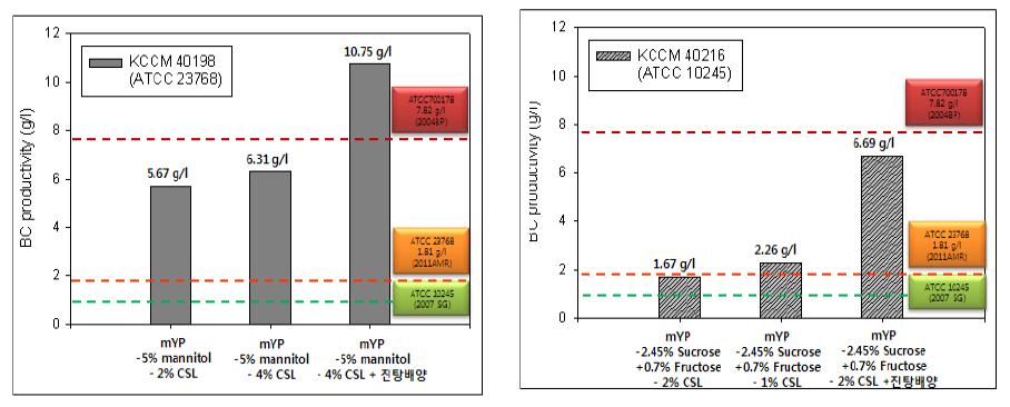 본 연구의 G. xylinus KCCM 40198, G. xylinus KCCM 40216 균주의 당해연도 BC 생산수율 변화 추이.