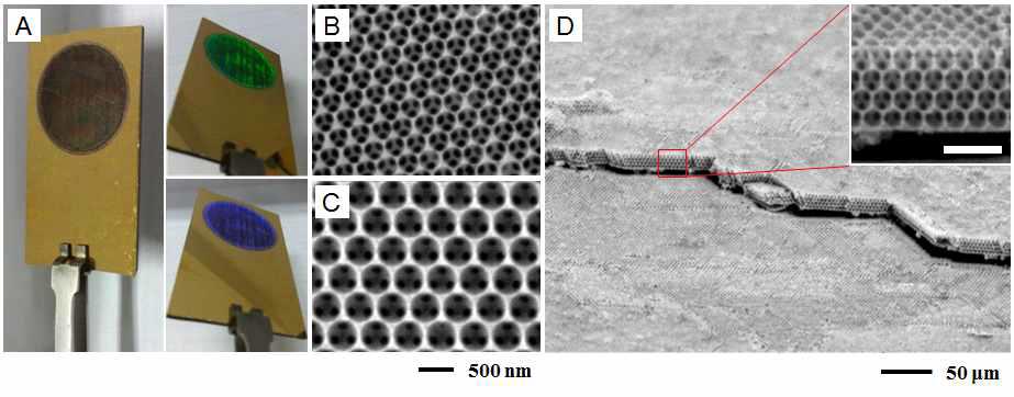 (A) 삼차원 다공성 니켈 구조체가 기판위에 형성된 사진과 SEM 이미지들 ; top-view (B) 370 nm-PS, (C) 450 nm-PS, (D) tilted-view 370 nm-PS. Scale bar (inset): 1 μm.
