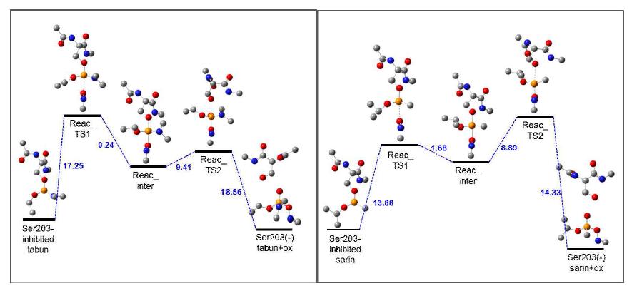 저해된 AChE를 2-PAM 해독제가 reactivation 시키는 반응경로 및 에너지 profile