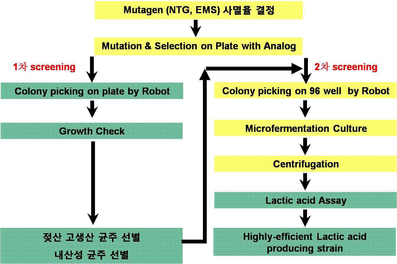 젖산 고생산 균주 screening scheme