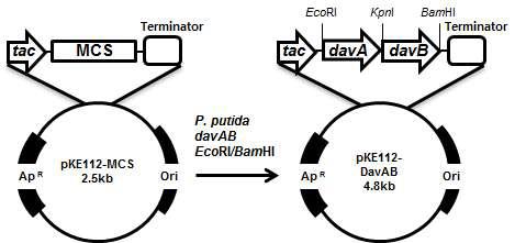 DavAB를 과발현 하는 플라스미드