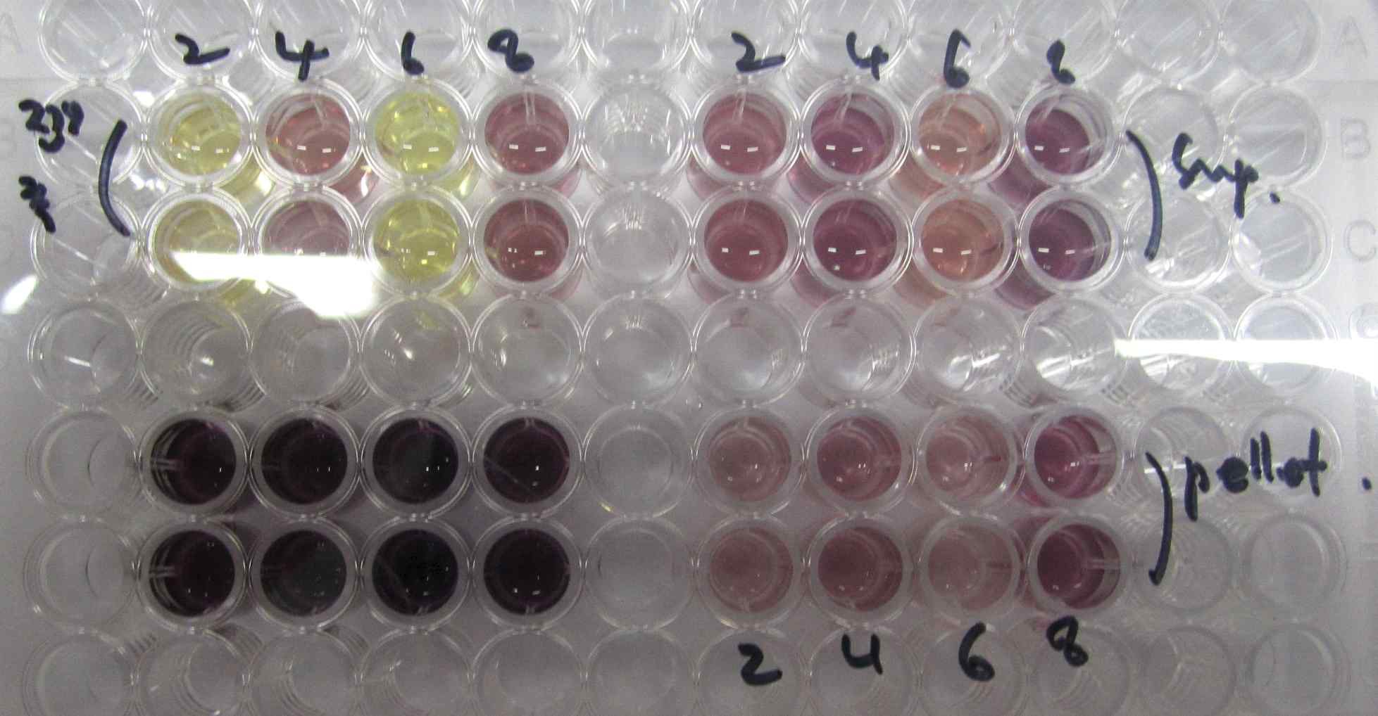 항산화-DPPH assay (96well 사진)