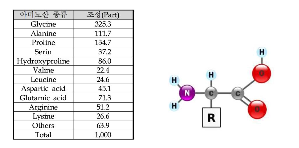 콜라겐의 아미노산 조성 및 기본구조