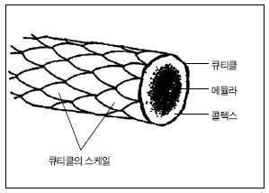 털의 단면