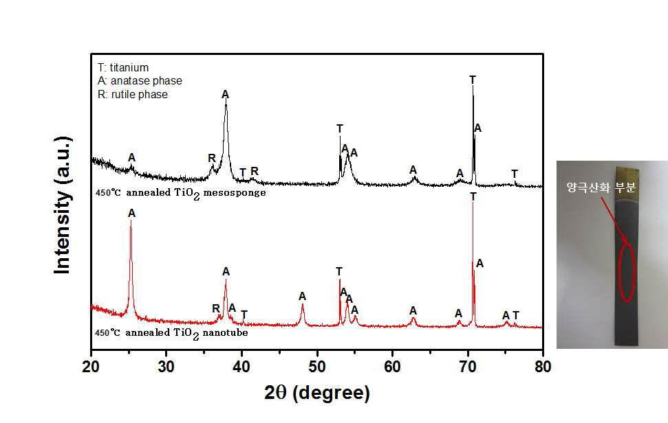 TiO₂ 나노튜브와 메조스펀지의 450 oC 1시간 열처리 후의 XRD 결과